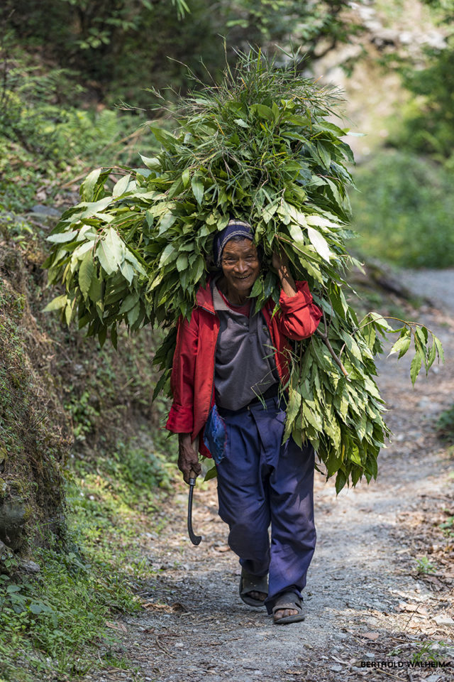 Nepal: Die Ernte wird eingeholt